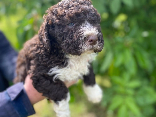 Perros Lagotto Romagnolo en venta