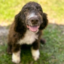 Aky, brown white Lagotto Romagnolo for sale