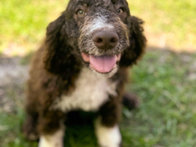 Perros Lagotto Romagnolo en venta