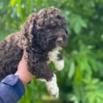 Ava, brown white Lagotto Romagnolo Welpen kaufen