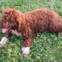 Ava, brown white Lagotto Romagnolo for sale