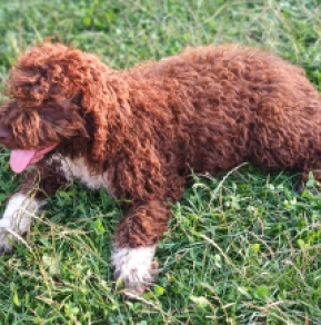 Perros Lagotto Romagnolo en venta