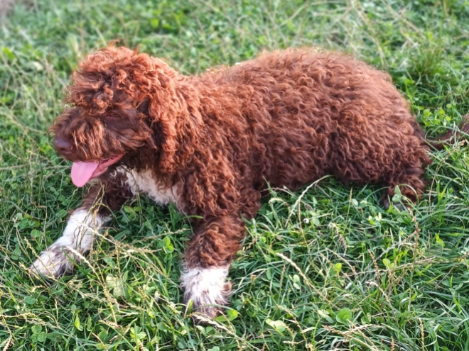 Lagotto Romagnolo Welpe kaufen