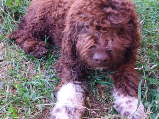 Lagotto Romagnolo Welpe kaufen