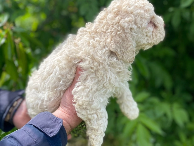 Lagotto Romagnolo puppy for sale