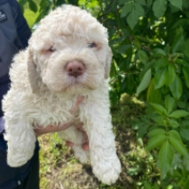 Adele, cream Lagotto Romagnolo Welpen kaufen