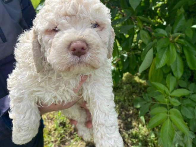 Lagotto Romagnolo puppy for sale