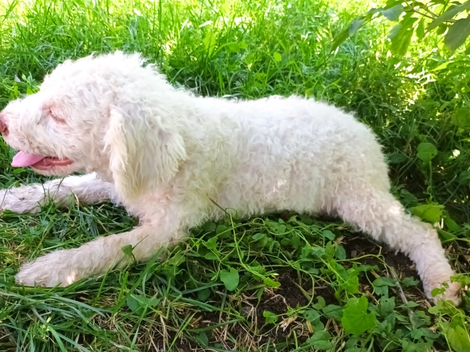 Lagotto Romagnolo puppy for sale