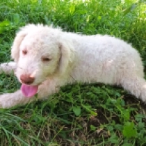 Adele, cream Lagotto Romagnolo for sale