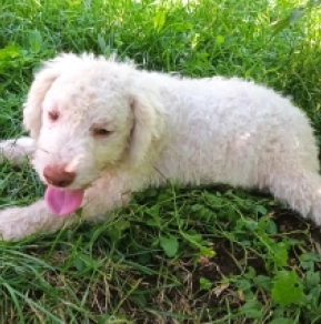 Perros Lagotto Romagnolo en venta