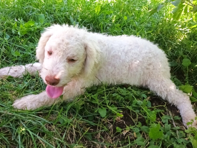 Lagotto Romagnolo puppy for sale