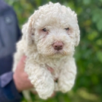 Aida, cream Lagotto Romagnolo Welpen kaufen