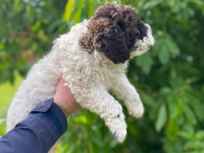 Perros Lagotto Romagnolo en venta
