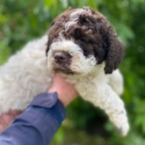 Aisha, brown white Lagotto Romagnolo Welpen kaufen