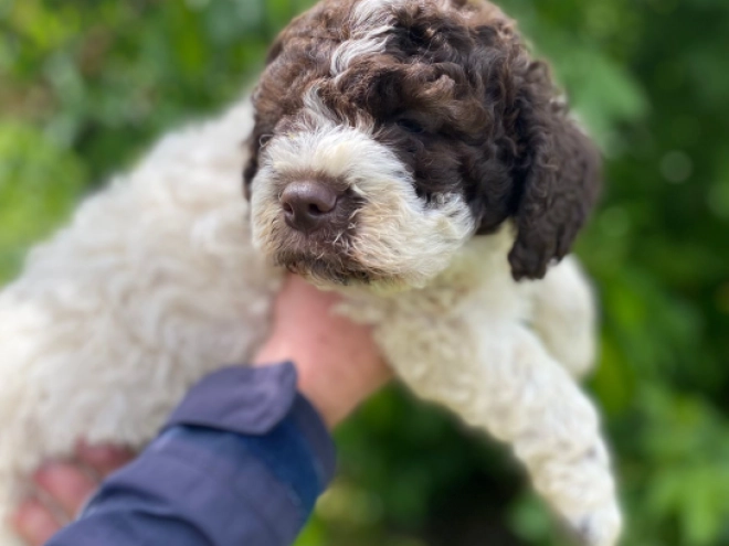 Perros Lagotto Romagnolo en venta