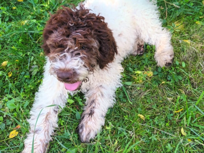 Perros Lagotto Romagnolo en venta