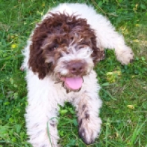 Aisha, brown white Lagotto Romagnolo for sale