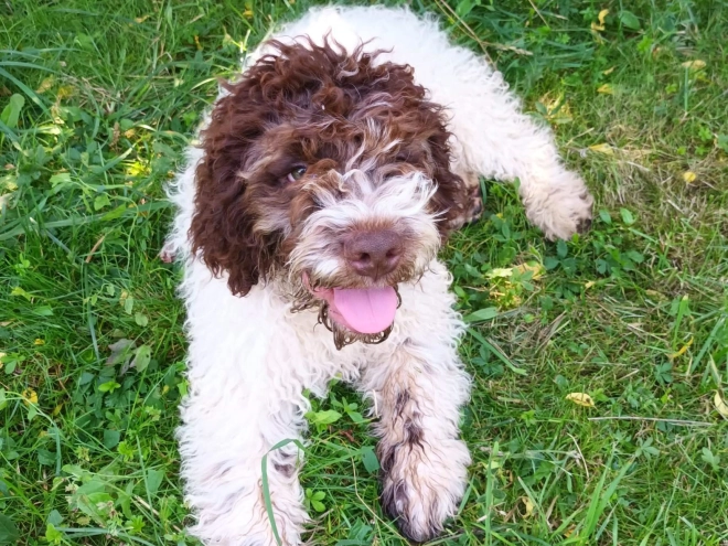 Perros Lagotto Romagnolo en venta