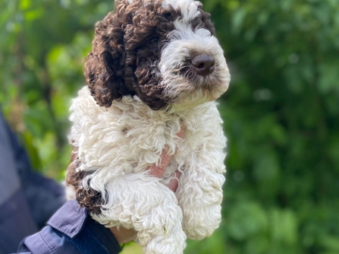 Lagotto Romagnolo puppy for sale