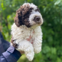 Apollo, brown white Lagotto Romagnolo Welpen kaufen