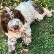 Apollo, brown white Lagotto Romagnolo for sale
