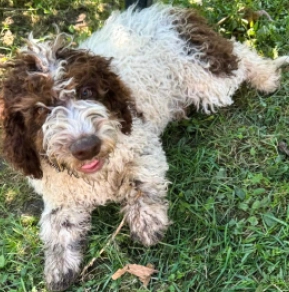 Perros Lagotto Romagnolo en venta