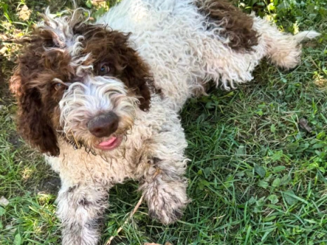 Lagotto Romagnolo puppy for sale