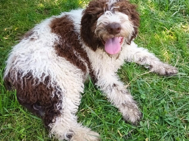 Lagotto Romagnolo puppy for sale