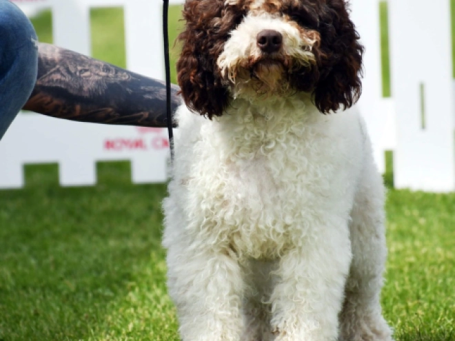 Perros Lagotto Romagnolo en venta