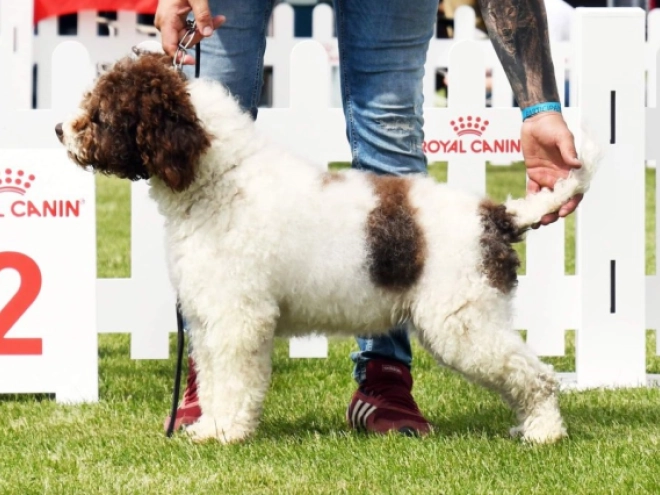 Perros Lagotto Romagnolo en venta