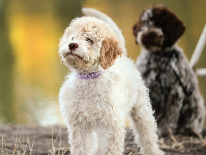 Lagotto Romagnolo puppy for sale