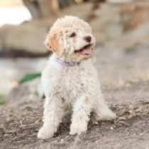 Giulia, cream Lagotto Romagnolo en venta