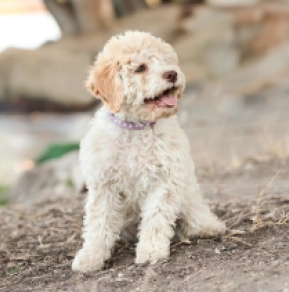 Lagotto Romagnolo puppy for sale