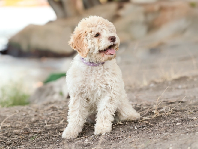 Lagotto Romagnolo puppy for sale