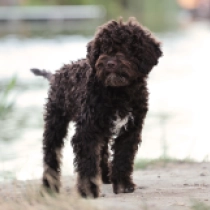 Bruno, brown Lagotto Romagnolo en venta
