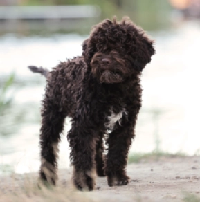 Lagotto Romagnolo puppy for sale