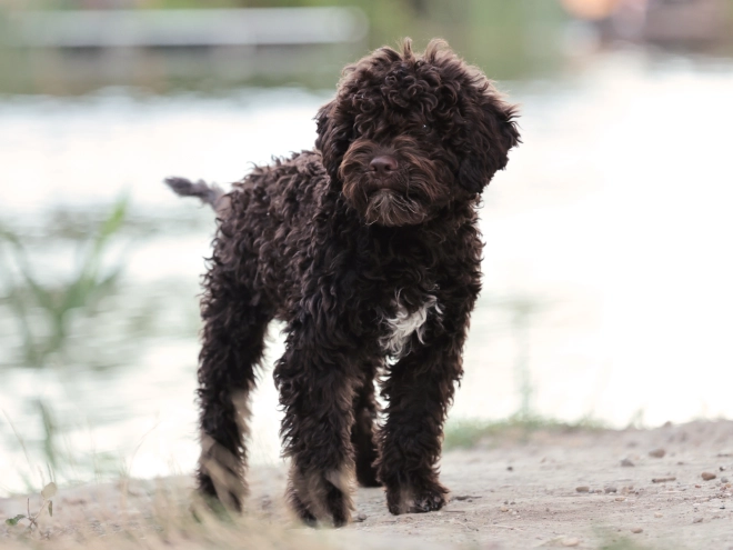 Lagotto Romagnolo puppy for sale