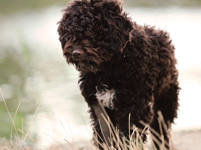 Lagotto Romagnolo puppy for sale