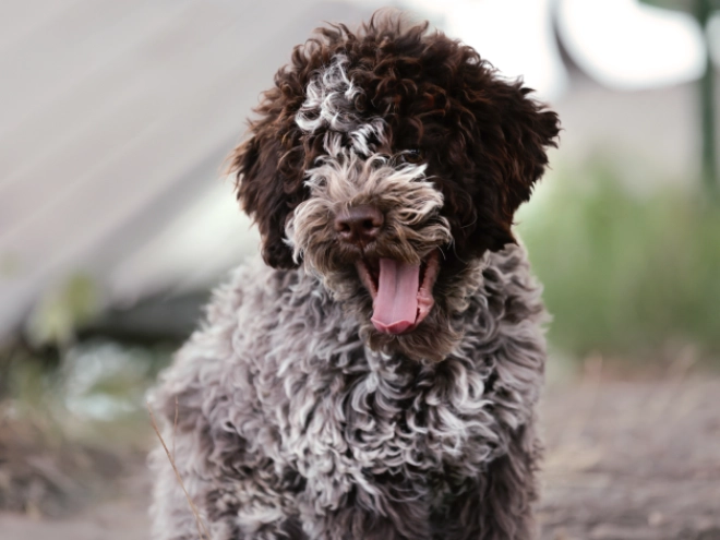 Lagotto Romagnolo puppy for sale