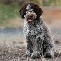 Tartufo, brown Lagotto Romagnolo en venta