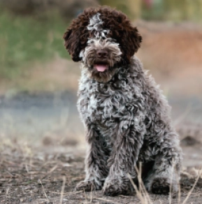 Lagotto Romagnolo puppy for sale