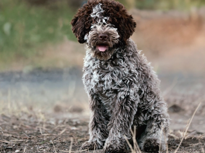 Lagotto Romagnolo puppy for sale