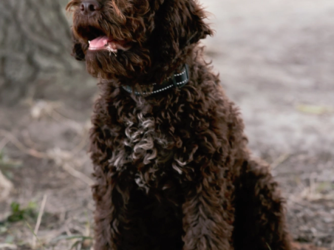 Lagotto Romagnolo puppy for sale