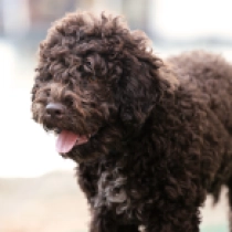 Dante, brown Lagotto Romagnolo en venta