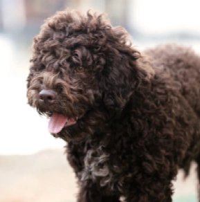 Lagotto Romagnolo puppy for sale