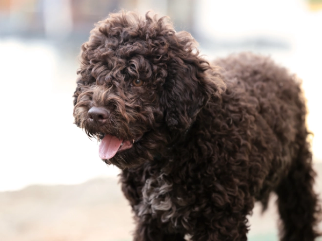 Lagotto Romagnolo puppy for sale