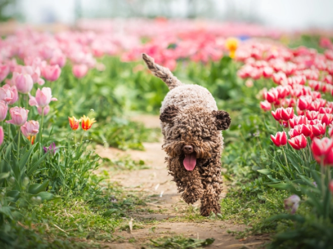 Lagotto Romagnolo puppy for sale