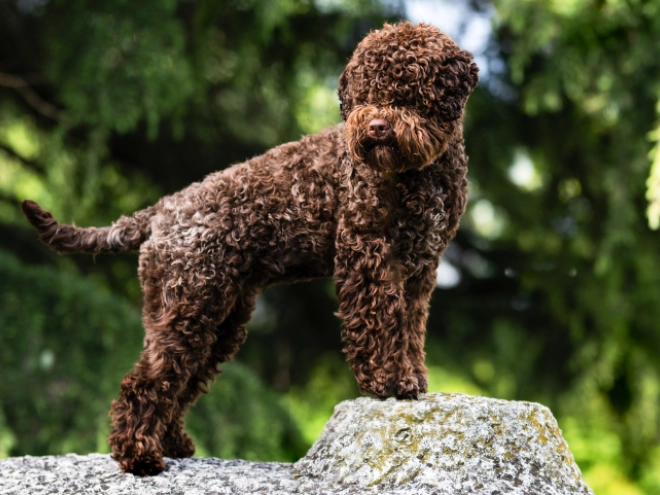 Lagotto Romagnolo puppy for sale