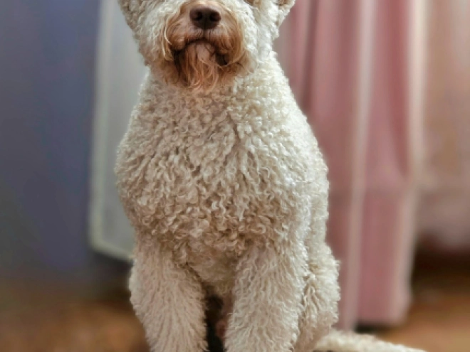 Lagotto Romagnolo puppy for sale