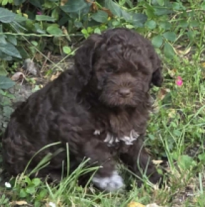 Lagotto Romagnolo Welpe kaufen
